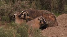 Badger And Cubs