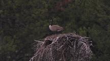 Canadian Goose On Nest