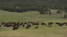 Grazing Herd Of Bison