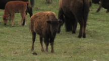 Juvenile Bison Among Herd