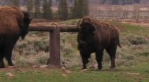 Bison Scratching At Post