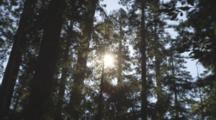 Sunlight Through Redwood Trees.