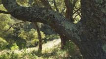 Ancient Oak Tree Growing In Dappled Forest, Dry Leaves And Lush Undergrowth. Lichen On The Tree Bark. Cine Slider Shot.