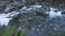 Fresh Water Stream Flowing Over Rough Rocky Terrain. Cine Slider Shot Passes Ferns.