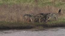 Wolves Feeding On Carcass