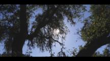 Sunlight Gleams Through An Oak Grove, With A Blue Sky Beyond. Cine-Slider Shot.