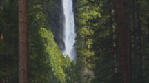 Lower Yosemite Falls, With Ponderosa Tree Trunks. Shot Tilts Up To Middle Yosemite Falls.
