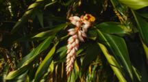 Tropical Heliconia With Yellow, Red And White Blossom. Hawaii.