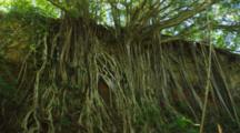 Spindly Roots Of Banyan Trees Growing Down A Cliff. Hawaii