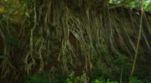 Shot Pans Up. Lush Shady Canopy And The Spindly Roots Of The Banyan Trees Growing Down A Cliff. Hawaii
