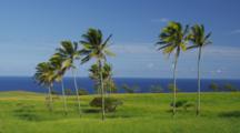Palm Trees Sway In A Lush Meadow With The Tropical Breeze, Kohala Coast, Hawaii.