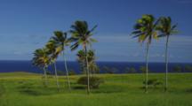 Palm Trees Sway In A Lush Meadow With The Tropical Breeze, Kohala Coast, Hawaii.