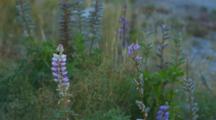 A Bee Sleeps In A Lupine Blossom.