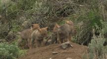 Coyote Pups Playing