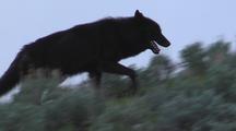 Black Wolf Traveling Through The Brush