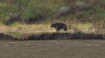 Bear Walking Alongside River