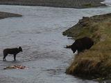 Bear On Riverband With A Wolf Near Carcass