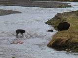 Brown Bear En Route To Carcass In River