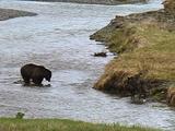 Brown Bear Picking Through Carcass In The River With Wolf Approaching