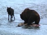 Brown Bear At Carcass Site (In River) With A Wolf Hanging Around