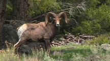 Bighorn Sheep (Ovis Canadensis) 