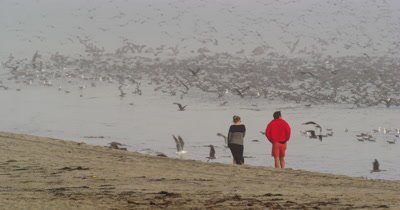 Feeding Frenzy, Shearwaters, Gulls, Pelicans Cormorants 
