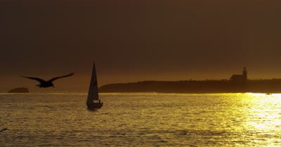 Lighthouse Santa Cruz, Pelicans and gulls at sunset