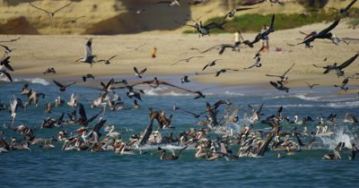 Feeding Frenzy, Gulls, Pelicans Cormorants Sea Lions 