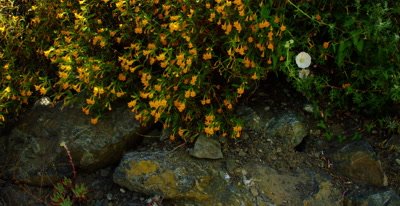 Central Coast California, Wildflowers,