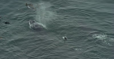 Humpback Whale (Megaptera novaeangliae), with California Sea lions