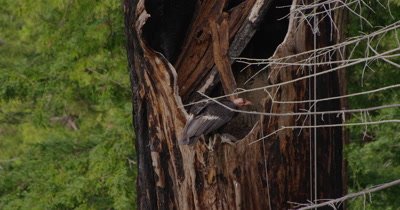 California Condor  (Gymnogyps californianus), Nest Month old baby 