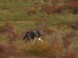 Wolf (Canis Lupus) Trots