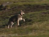 Wolf (Canis Lupus) Runs Up Hill, Then Walks