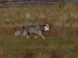 Wolf (Canis Lupus) Trots Across Prairie