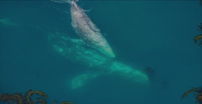 Pacific Gray Whale,  (Eschrichtius robustes).