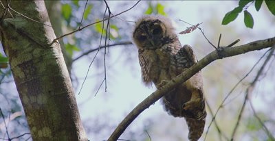 Spotted Owl, Chick, (Strix occidentalis), Old Growth Redwood forest
