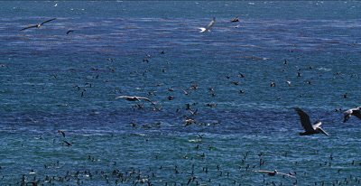 Feeding Frenzy, Gulls, Pelicans Cormorants 