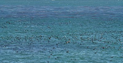 Feeding Frenzy, Gulls, Pelicans Cormorants 