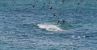 Feeding Frenzy, Gulls, Pelicans Cormorants Sea Lions and Whales