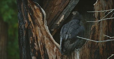 California Condor  (Gymnogyps californianus), Nest