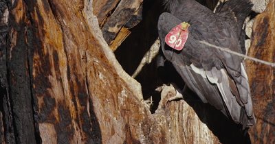 California Condor  (Gymnogyps californianus), Nest feeding