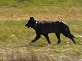 Wolf (Gray Wolf, Canis Lupus) Trots Through Grass And Stops