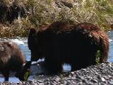 Wolf (Gray Wolf, Canis Lupus) Approaches As Grizzly Bear (Ursus Arctos) Feeds On Carcass In Stream