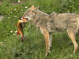 Coyote (Canis Latrans) Catches Trout, Carries It Onto The Bank And Drops It