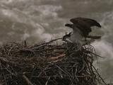 Ospreys (Pandion Haliaetus) On Nest Above Rushing Water