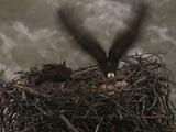 Two Ospreys (Pandion Haliaetus) On Nest With Fish Above Rushing Water, One Takes Off With Fish