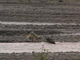 Wolves (Gray Wolf, Canis Lupus) Grab On To Injured Moose (Alces Alces) Floating Down River