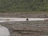 Grizzly Bear (Ursus Arctos) Chases Wolf (Gray Wolf, Canis Lupus) Away From Moose Carcass