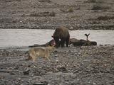 Grizzly Bear (Ursus Arctos) Chases Wolf (Gray Wolf, Canis Lupus) Away From Moose Carcass