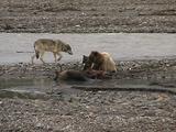 Wolf (Gray Wolf, Canis Lupus) Approaches Grizzly Bear Family (Ursus Arctos) Feeding On Moose Carcass